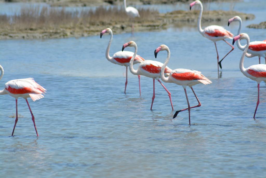 B&B Terre Del Sinis Кабрас Екстер'єр фото