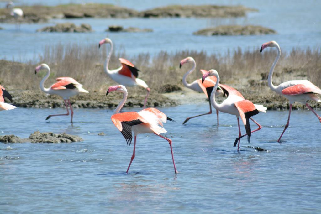 B&B Terre Del Sinis Кабрас Екстер'єр фото